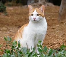 vit röd kort hår katt sitter i de gräs. de katt utseende bort. de munkorg av en katt med gulgrön ögon, en lång vit mustasch, en rosa näsa och skinande täcka. begrepp för veterinär klinik. foto