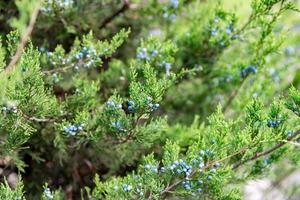 enbär med bär. thuja vintergröna barr- träd stänga upp foto