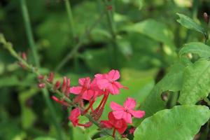 röd blommor av indisk leadwort är på gren och grön löv bakgrund. annan namn är rosafärgad blyört, brand växt, rosig leadwort eller officiell blyört, thailand. foto