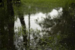 vatten i vår. pöl i parkera. detaljer av natur. textur av vatten. foto