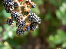 svart rubus ulmifolius bär på en gren på en naturlig beckground foto