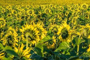 panorama i fält av blommande ljusgula solrosor i solig dag foto