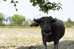 thai buffel går för att äta gräs på ett brett fält. foto