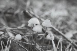 en grupp av filigran små svamp, tagen i svart och vit, på de skog golv foto