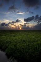 mangroveskog och vacker solnedgång