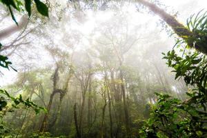 trädskog i höstsäsongen av Thailand