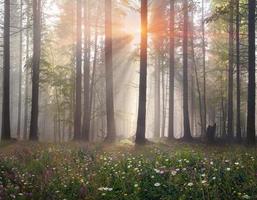 magisk karpatisk skog vid gryningen foto