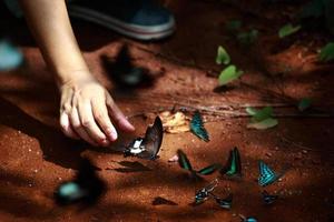 hand som fångar fjärilar i skogen