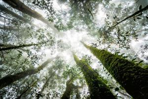 trädskog i höstsäsongen av Thailand