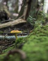 svamp i skogen foto