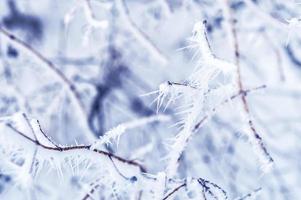 rimfrost och snö på träden i vinterskogen foto