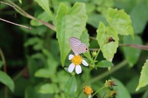 allmänning cerulean fjäril på en blomma foto