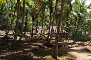 kokospalmer på havsstranden foto