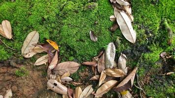 grön mossa och torr löv bakgrund foto