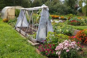 vegetabiliska trädgård med växthus på en sommar dag. växande grönsaker och blommor. foto