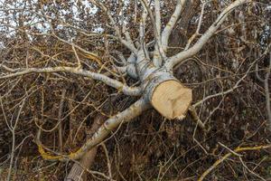 fällda asp- träd. sågning trä med en kraft fick syn på. foto