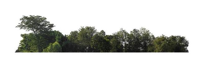 skog och lövverk i sommar för både utskrift och webb sidor isolerat på vit bakgrund foto