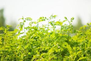 gröna buskar i solljus foto