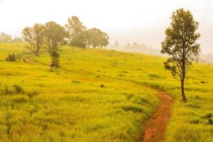 grön äng, Khao Yai National Park Thailand