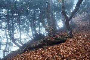 spår genom en mystisk mörk gammal skog i dimma. höst foto