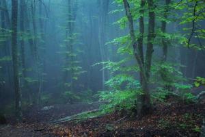 spår genom en mystisk mörk gammal skog i dimma. höst foto