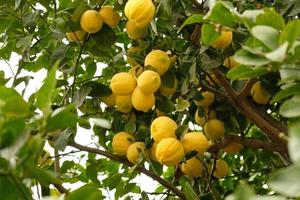 gul citrus- citron- frukt och grön löv på citron- träd gren i solig trädgård. närbild av citroner hängande från en träd i en citron- lund. foto