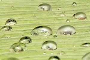 vatten pärlor och vatten droppar fast på grön löv med vit hud på de blad yta. foto