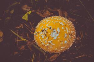 amanita i de skog filtrerades foto