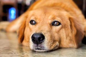 närbild ansikte av brun hund labrador retriever liggande på de hus golv och suddig bakgrund. foto