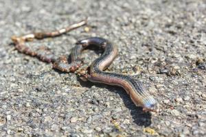 död- tillplattad orm gräs orm med tarmar på de väg. foto