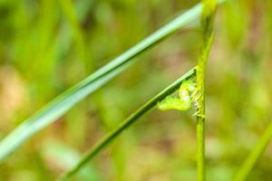 grön söt små larv på växt i Tyskland. foto