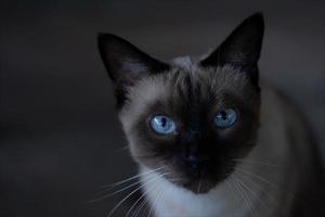 siamese katt med skön blå ögon , söt liten kattunge ser på kamera foto