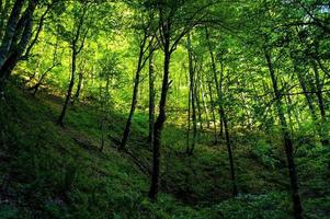 grön skog i de kväll Sol. landskap. kopia Plats foto