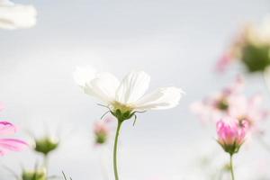 vit kosmos blomma i de trädgård foto