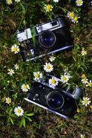 ett gammal Foto kameror från mitten av 20:e århundrade i grön fält av daises