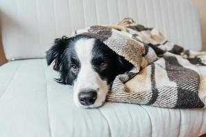 rolig valp hund gräns collie liggande på soffa under pläd inomhus foto