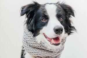 rolig söt valp hund gräns collie bär värma stickat kläder scarf runt om nacke isolerat på vit bakgrund. vinter- eller höst hund porträtt. Hej höst falla. hygge humör kall väder begrepp. foto