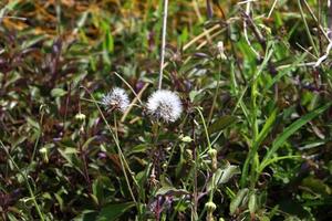 maskros blooms i en skog clearing. foto