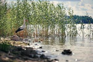 vit stork står på en klippig flod Bank mot en bakgrund av grön vass. foto