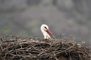 vit stork i boet