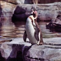 en se av en pingvin foto
