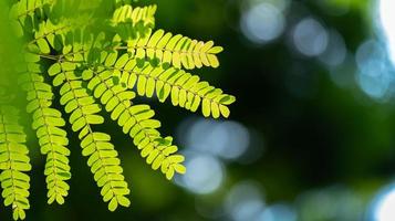 abstrakt fantastisk grön blad textur, tropisk blad lövverk natur glans grön bakgrund foto