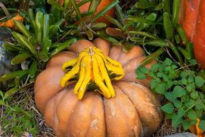 orange och gul pumpor och squash för falla foto