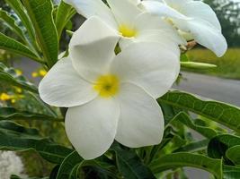 frangipani blommor är vit med en skön gul Centrum och en skön arter av plumeria pudica foto