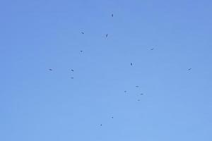 en flock av egrets flög bort från de stim i de klar blå solnedgång himmel på en vinter- dag. foto