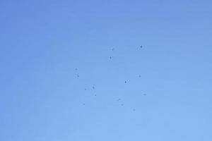 en flock av egrets flög bort från de stim i de klar blå solnedgång himmel på en vinter- dag. foto