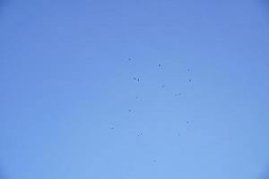 en flock av egrets flög bort från de stim i de klar blå solnedgång himmel på en vinter- dag. foto