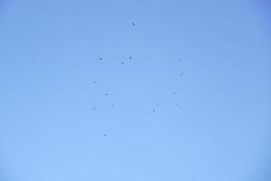 en flock av egrets flög bort från de stim i de klar blå solnedgång himmel på en vinter- dag. foto