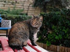 närbild porträtt av randig katt ansikte i profil. de munkorg av en randig katt med grön ögon, lång vit mustasch, rosa näsa. foto