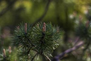 ung gran grenar. närbild på suddig grönska med kopiering av Plats, använder sig av som en bakgrund de naturlig landskap, ekologi, färsk tapet begrepp. selektiv fokus. foto